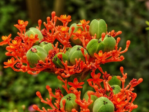 A Jatrofa podágrica é um arbusto pertencente a família Euphorbiaceae, nativa da América Central e Antilhas, muito forte, suculenta e leitosa, tem em média 1 metro de altura.