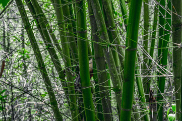 Bamboo tree on wild jungle. Multi branch bamboo shrub