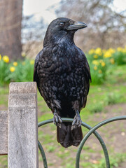 Crow