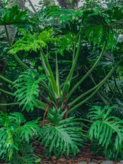 Fototapeta na wymiar Philodendron in rain forest. Huge tropical plant liana