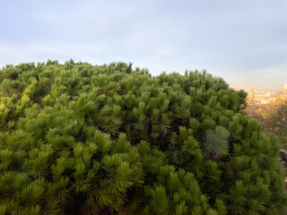 Drone view over a forest in Barcelona