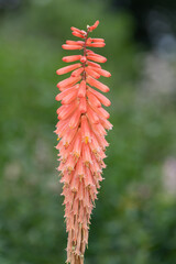 Close up of a torch lily flower in bloom