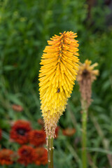 Close up of a torch lily flower in bloom