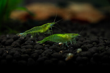 Nice babaulti green shrimp from India in freshwater aquarium macro photography, pets and hobby, wild life