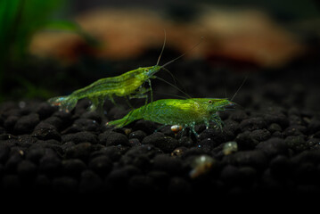 Nice babaulti green shrimp from India in freshwater aquarium macro photography, pets and hobby,...