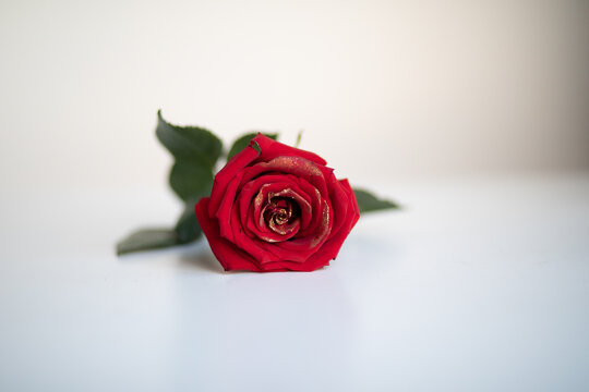 Beautiful photo of a lonely red rose with green leaves against a white wall and a white table date gift for valentine's day