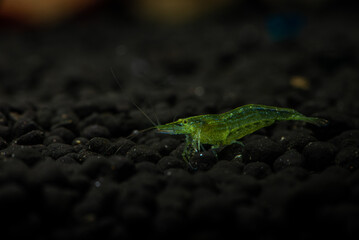 Nice babaulti green shrimp from India in freshwater aquarium macro photography, pets and hobby, wild life