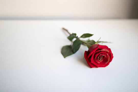 Beautiful photo of a single rose with golden petals lying on a white table in a white room, lit from the window