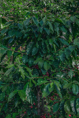 Coffee tree with red seeds fruit on bush