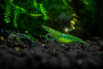 Naklejka na ściany i meble Nice babaulti green shrimp from India in freshwater aquarium macro photography, pets and hobby, wild life