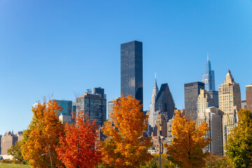 Autumn leaf color trees glow at City View Point in Southpoint Park Roosevelt Island on November 2021 in New York City. Midtown Manhattan skyscraper stands beyond the East Rive.