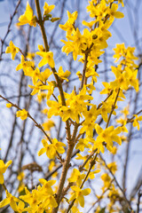Forsythia flowers with blue sky. Golden Bell, Border Forsythia,Forsythia x intermedia, europaea, blooming in spring garden bush