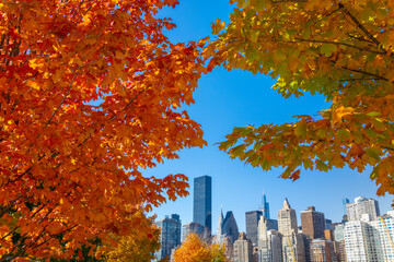 Autumn leaf color trees glow at City View Point in Southpoint Park Roosevelt Island on November 2021 in New York City. Midtown Manhattan skyscraper stands beyond the East Rive.