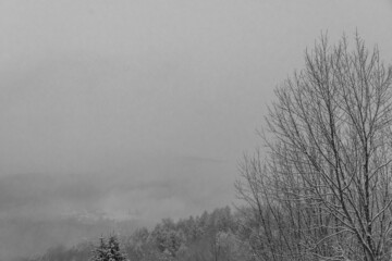 Obraz na płótnie Canvas Falling snow on winter trees 