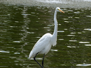 Obraz premium Linda Garça-branca fotografado em lago de parque. Elas podem ser encontradas em todo o Brasil. De bico longo e amarelo, pernas e dedos negros. Medi em média 90 cm e se alimenta de presas aquáticas.