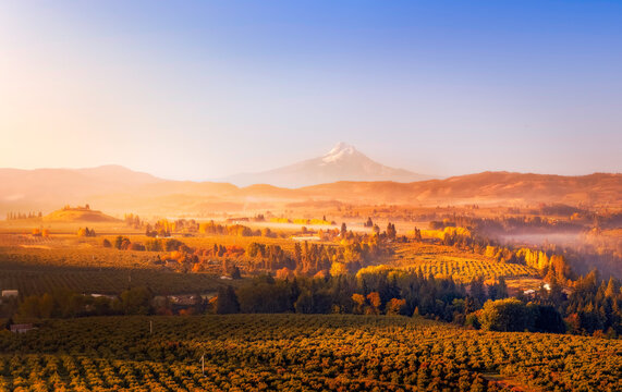 Aerial panorama of Mt Hood in the Autumn at sunrise with a light mist and fog overlaying some of the vineyards and orchards in foreground-color graded