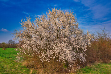 Blossoming white cherry trees in Germany in bright sunshine