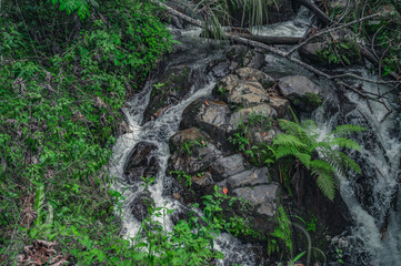 Mountain creek between wild green moss stone
