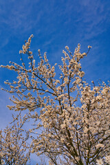 Blossoming white cherry trees in Germany in bright sunshine