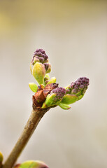 Purple buds on lilac tree