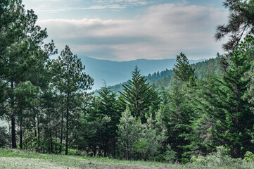 Pines tree in mountains tropical forest at morning