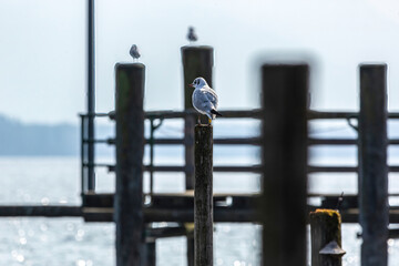 Maritime seagull scenery: Sea gulls flying and sitting at a landing stage rack at a lake