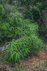 Green wild fern in exotic jungle