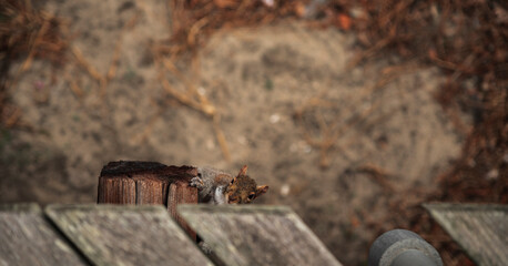 curious red squirrel looking at the camera 