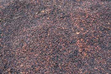 Coffee processing during preparation for sale beans
