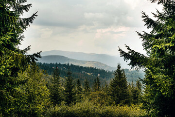 Beautiful mountain summer landscape. Evergreen trees and the ridge