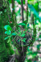 Exotic grass on rocky wall. Tropical plant on stony surface