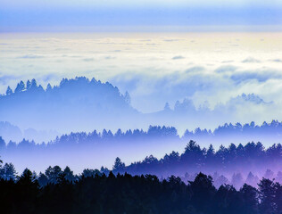 Fog Rolling over Redwood Forests