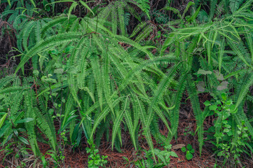 Green wild fern in tropical jungle