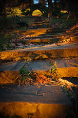 Nature park. Stone steps. A tunnel of trees. Beautiful light of the setting sun.