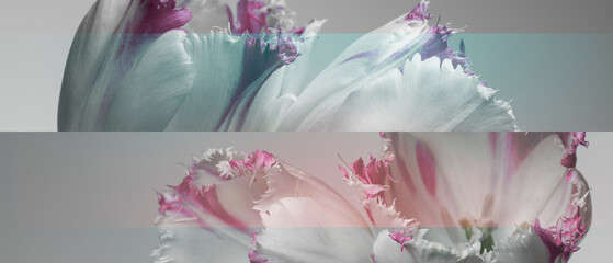 gray tulips close-up, two panoramic images, abstract gray background.