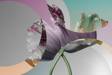 gray tulips and graphic circles elements, abstract gray background.