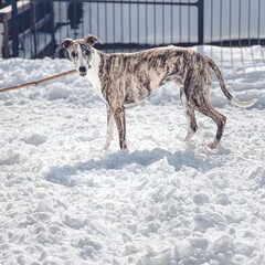 Levrier whippet greyhound qui joue dans la neige