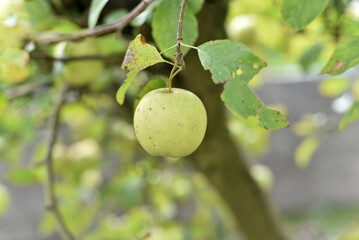 Pomme verte sur un pommier - gros plan