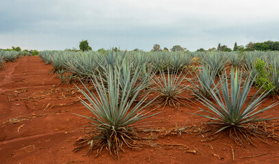 Landscape of agave plants to produce tequila