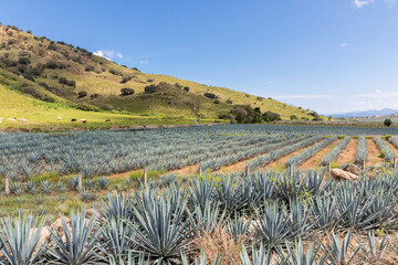 Landscape of agave plants to produce tequila