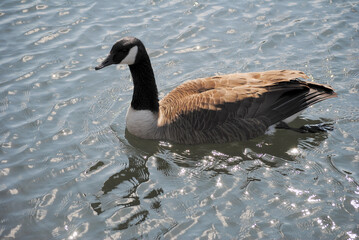 Perfect Canadian Goose Swimming on a Warm Winters Day