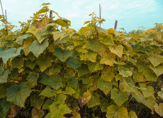 Green cucumber plants thrive to produce high quality cucumbers for daily nutritional needs