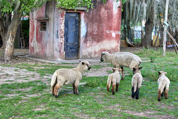 Obraz premium sheep and lambs grazing on a farm with an old farmhouse in the background. Horizontal