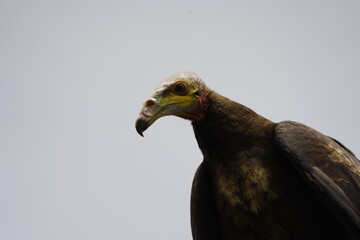 Portrait of the Turkey vulture (Cathartes aura) Cathartidae family. Manaus- Amazonas, Brazil 