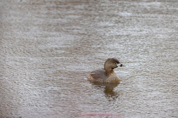Pied-billed Grebe