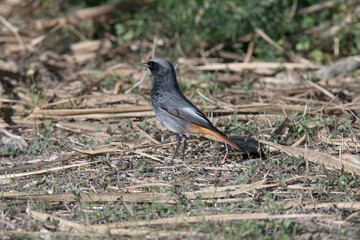 Male Black Redstart in Spain.