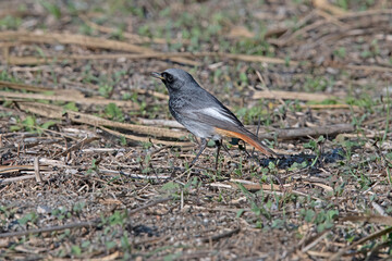 Male Black Redstart in Spain.