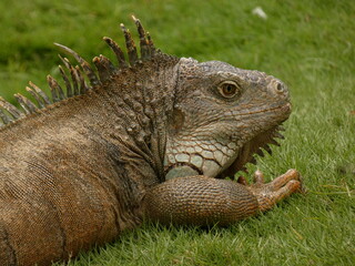 Green iguana (Iguana iguana) resting on lawn in Seminario Park (Parque de las Iguanas), Guayaquil, Ecuador
