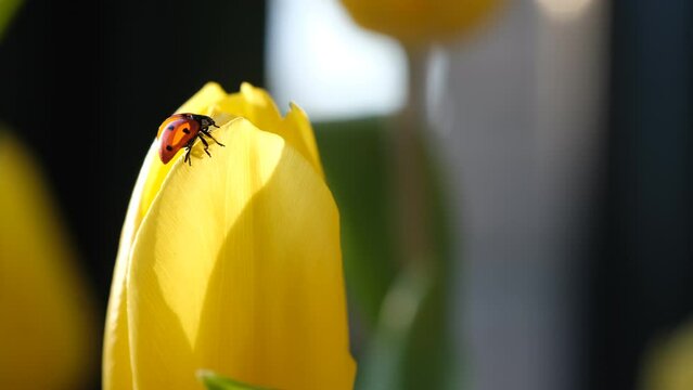 Red ladybird sat on yellow tulip petal age in sunlight. Detailed macro image of a ladybug on a yellow tulip flower, selective focus, springtime