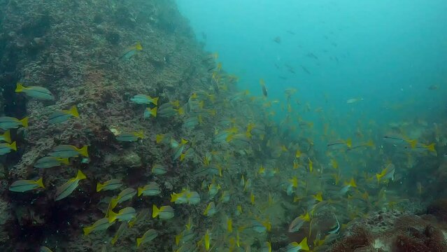 Underwater film 4 k - Thailand - large school of fusilier fish